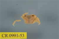 藏品(平背蜞)的圖片